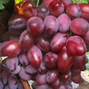 Саженцы Виноград Шахиня Ирана