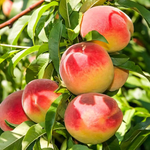 Саженцы Персик колоновидный Юбилей столицы