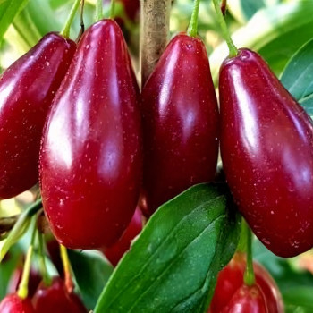 Саженцы Кизил Семен