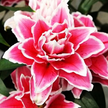  Лилия RoseLily Саманта