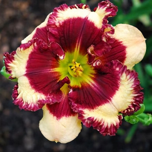 Саженцы Лилейник Raspberry Stitching (Распберри Стичинг)