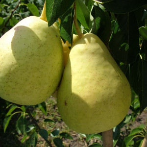 Саженцы Груша Богема