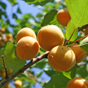 Саженцы Абрикос Лель