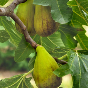 Саженцы Инжир Далматский