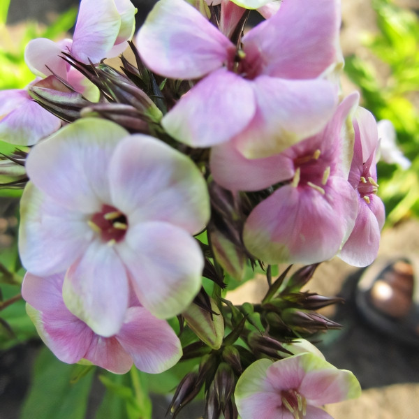 Саженцы Флокс Sherbet Cocktail (Щербет Коктейл)