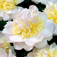 Саженцы Пион Honey Gold (Ханей Голд)