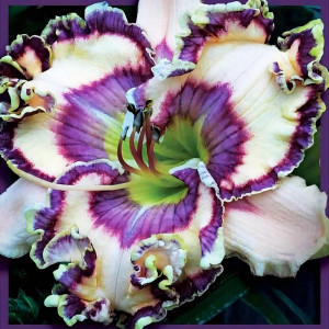 Саженцы Лилейник Journeu Of Magic (Джорни оф Мэджик)