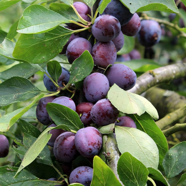 Саженцы Слива Уральский Чернослив