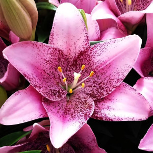  Лилия ЛА гибрид Sweet Sugar (Свит Шугар)