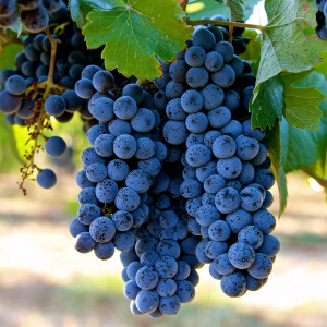 Саженцы Виноград Пино Нуар