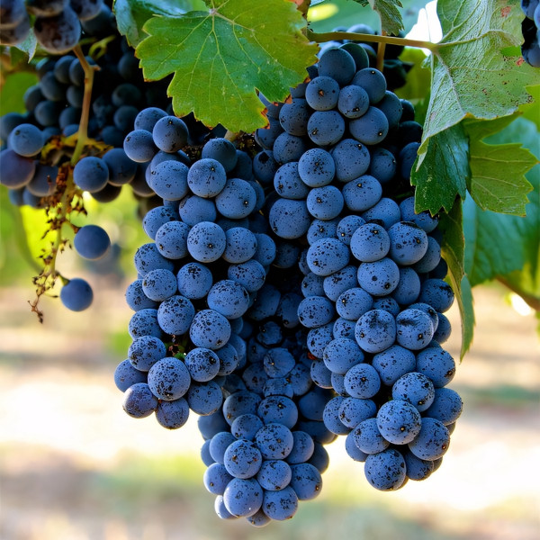 Саженцы Виноград Пино Нуар