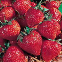 Клубника (крупноплодная) Арома 5 шт. в упаковке