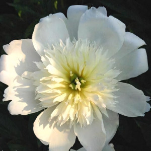 Саженцы Пион Lemon Queen (Лемон Куин)