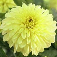 Саженцы Георгина гэллери Serenade