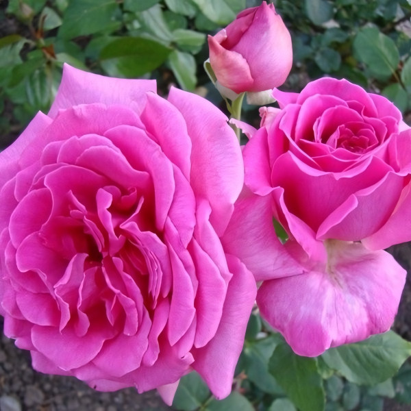 Саженцы Роза чайно-гибридная Дуфтрауш