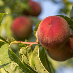 Саженцы Персик Бианка ди Верона