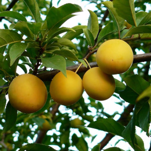 Саженцы Слива Уральская Золотистая