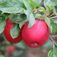 Саженцы Яблоня Кримсон Крисп