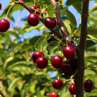 Саженцы Вишня Надежда