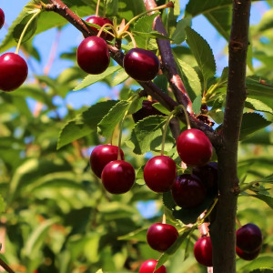 Саженцы Вишня Надежда