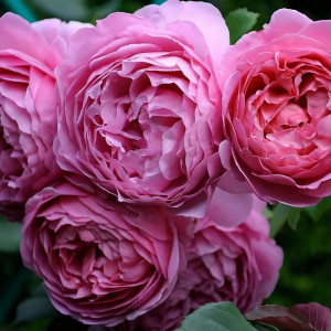 Саженцы Роза английская Принцесса Александра оф Кент