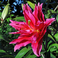 Луковицы  Лилия махровая восточная Roselily Elena (Розели Елена) (3шт.)