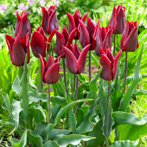 Тюльпан лилиецветный Ластинг Лав (в упаковке - 3шт.)