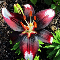 Луковицы  Лилия азиатская Panda Joy (Панда Джой) (3шт.)