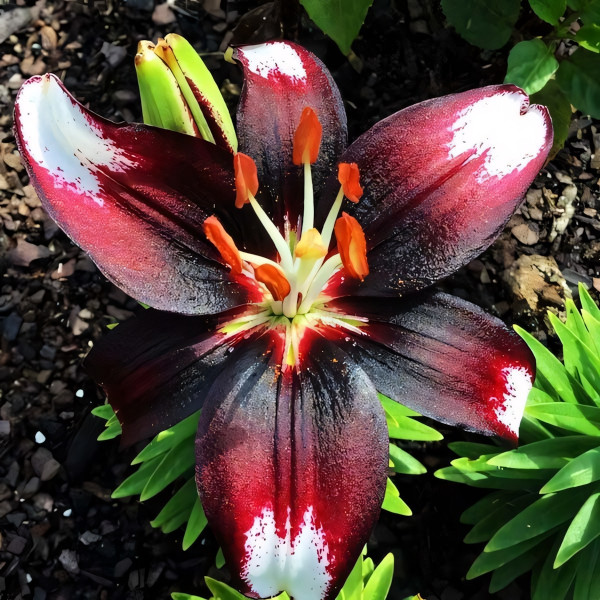 Луковицы  Лилия азиатская Panda Joy (Панда Джой) (3шт.)