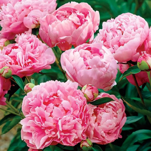 Саженцы Пион Miss Eckhart (Мисс Экхарт)