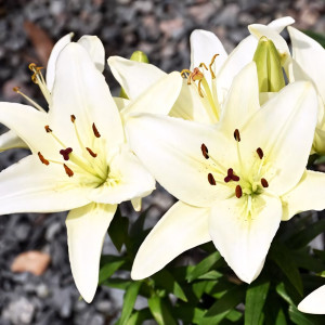  Лилия азиатская Tiny Crystal (Тайни Кристалл)