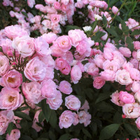 Саженцы Роза парковая Хевенли Пинк