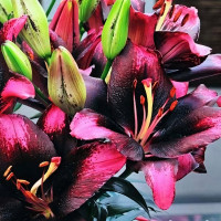 Луковицы  Лилия азиатская Tiny Poems (Тайни Поэмс) (3шт.)