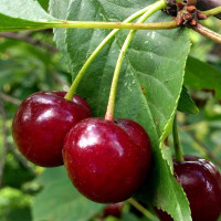 Саженцы Вишня Уральская Рубиновая