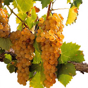 Саженцы Виноград Мускат белый