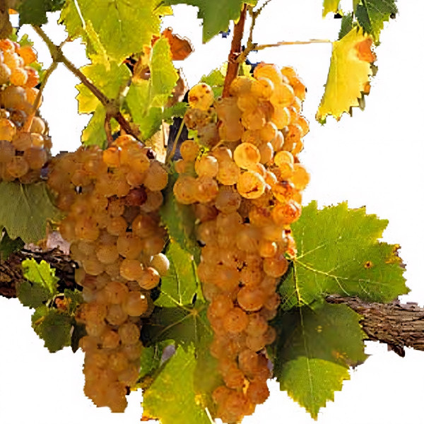 Саженцы Виноград Мускат белый