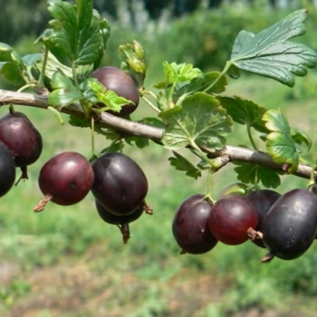 Саженцы Крыжовник Северный капитан