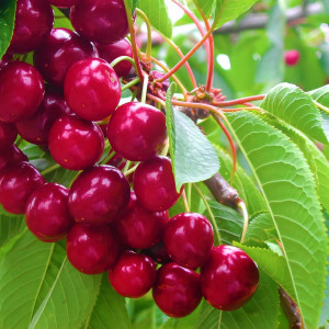 Саженцы Черешня колоновидная Скарлетт