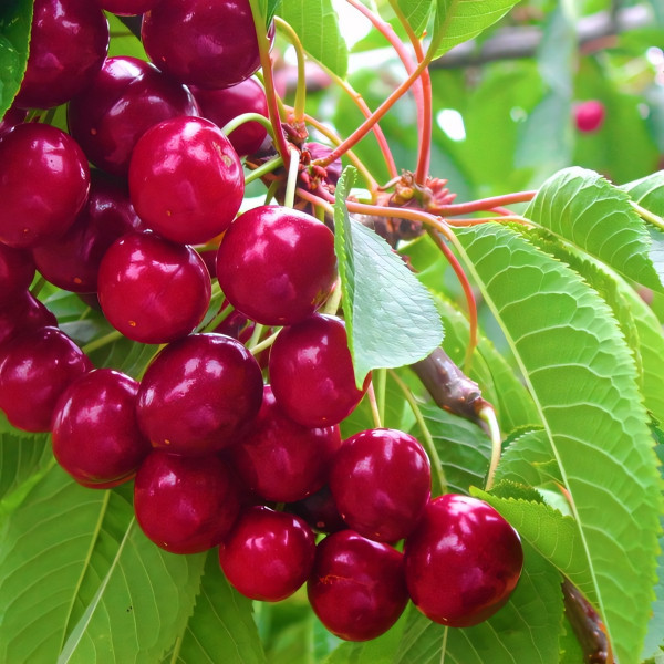 Саженцы Черешня колоновидная Скарлетт