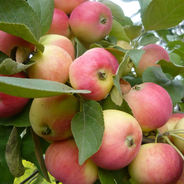 Саженцы Яблоня Аленушка