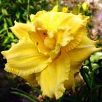 Саженцы Лилейник Dynamic Duo (Динамик Дуо)