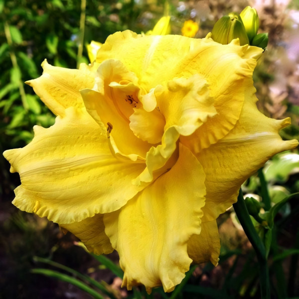 Саженцы Лилейник Dynamic Duo (Динамик Дуо)