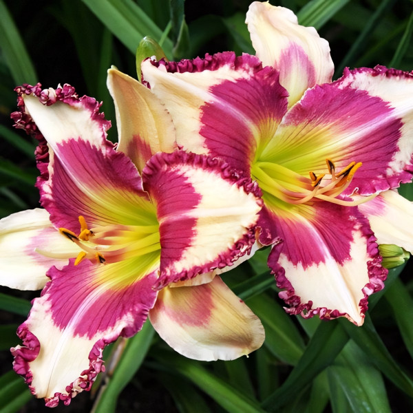 Саженцы Лилейник Raspberry Griffin (Распберри Гриффин)