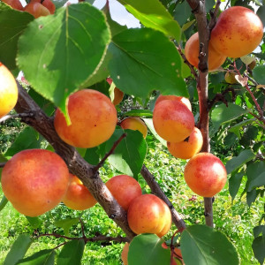 Саженцы Абрикос Сын Краснощекого