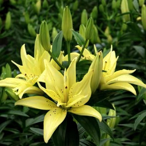  Лилия азиатская Mountain Joy (Маунтейн Джой)