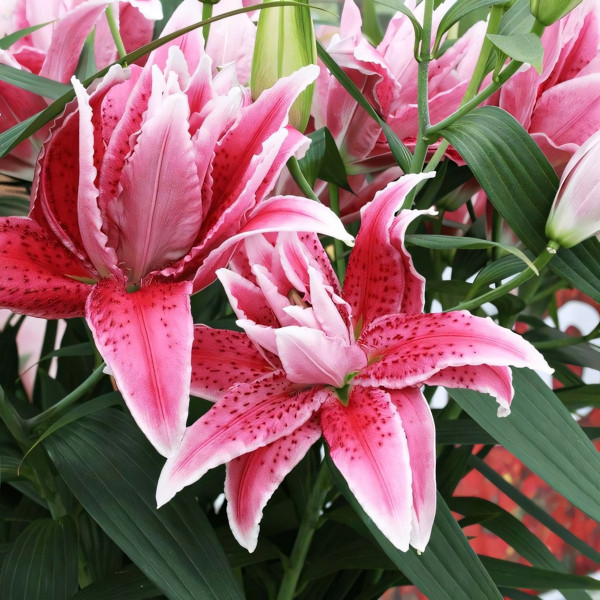 Луковицы  Лилия махровая восточная Roselily Thalita (Розели Талита) (3шт.)