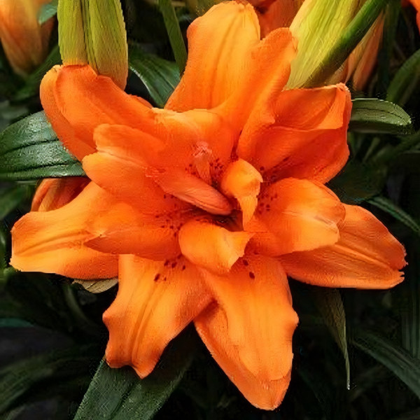 Луковицы  Лилия Orange Twins (Оранж Твинс) (3шт.)