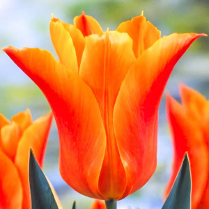 Тюльпан лилиецветный Баллада Оранж (в упаковке - 3шт.)