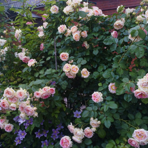 Саженцы Роза плетистая Цезарь