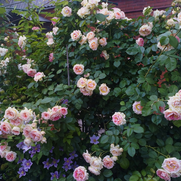 Саженцы Роза плетистая Цезарь